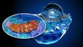 abstract animation of the biological cell and the mitochondria