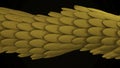 Abstract animation of multicolored 3d glossy snake or dragon scales moving smoothly on the black background. Animation