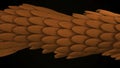 Abstract animation of multicolored 3d glossy snake or dragon scales moving smoothly on the black background. Animation