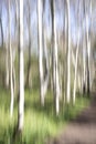 Birch wood in an abstract view Royalty Free Stock Photo