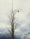 The silhouette of a leafless tree with a bird sitting on a bare branch. Against the background of gray clouds. Royalty Free Stock Photo