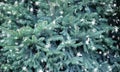 Green Christmas background, green spruce branches, Christmas tree in the forest, coniferous, white snowflakes, snow, snowflake Royalty Free Stock Photo