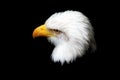 Abstract Art: Bald Eagle Profile Royalty Free Stock Photo