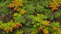 Abstract art composition made entirely from various types of colorful decorative moss and different colorful shapes