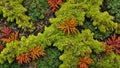 Abstract art composition made entirely from various types of colorful decorative moss and different colorful shapes
