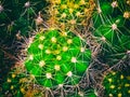 The abstract art design background of cactus,sharp thorn,The Echinopsis Calochlora Cactus