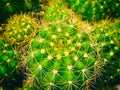 The abstract art design background of cactus,sharp thorn,The Echinopsis Calochlora Cactus,beauty by nature