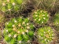 The abstract art design background of cactus,sharp thorn,The Echinopsis Calochlora Cactus,beauty by nature