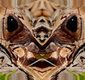 Abstract Art: Dual Imaging: Sulphur-Winged Grasshopper Old Man