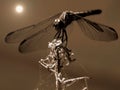 Abstract Art: Moonglow Dragonfly - in Sepia