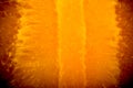 Abstract and art orange slice detail Royalty Free Stock Photo