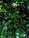 Abstract art of a peaceful forest in the summer daylight