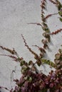 Abstract art texture background of attractive Boston ivy vines on a white stucco wall Royalty Free Stock Photo