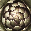Abstract artichoke Royalty Free Stock Photo
