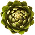 Abstract artichoke