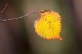 Abstract aspen autumn leaf Royalty Free Stock Photo