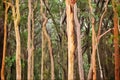 Abstract Australian Eucalyptus forest background