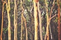 Abstract Australian Eucalyptus forest background