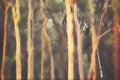 Abstract Australian misty Eucalyptus forest background