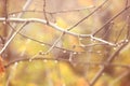 Abstract autumn background with blurred sprigs of trees and water droplets in soft orange and yellow Royalty Free Stock Photo
