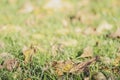 Abstract autumn background. Blurry natural greenery bokeh. Defocused colorful leaves on the grass. Royalty Free Stock Photo