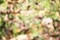 Abstract autumn background. Blurry natural greenery bokeh. Defocused colorful leaves on the grass. Royalty Free Stock Photo