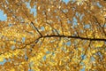 Abstract autumn background. Bright colorful ginkgo biloba tree, yellow orange foliage in fall park. Golden autumn leaves Royalty Free Stock Photo