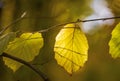 Abstract autumn background with bright yellow leaves in sunbeams for design, postcard, wallpaper. Nature autumn fall background. Royalty Free Stock Photo