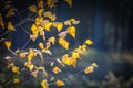 Abstract autumn background with bright yellow leaves in sunbeams for design, postcard, wallpaper. Nature autumn fall background. Royalty Free Stock Photo