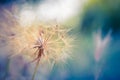 Closeup autumn seasonal dandelion flower on blurred sunset landscape Royalty Free Stock Photo