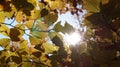 Abstract autumn background with leaves and sun light.