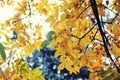 Abstract autumn background, old orange leaves, dry tree foliage, soft focus, autumnal season, changing of nature, bright sunlight Royalty Free Stock Photo