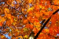 Abstract autumn background, old orange leaves, dry tree foliage, soft focus, autumnal season, changing of nature, bright sunlight Royalty Free Stock Photo