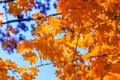 Abstract autumn background, old orange leaves, dry tree foliage, soft focus, autumnal season, changing of nature, bright sunlight Royalty Free Stock Photo