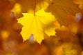 Abstract autumn background, old orange maple leaves, Royalty Free Stock Photo