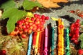 Abstract autumn background: viburnum branch with red berries, water drops on the background of multi-colored pencils blurred Royalty Free Stock Photo