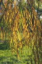 Abstract autumn background. Willow branches and yellow leaves Royalty Free Stock Photo