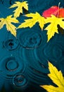 Abstract autumn background with yellow leaves Royalty Free Stock Photo