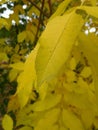 Yellow leaves in autumn park, close-up Royalty Free Stock Photo