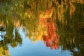 Abstract autumn background with yellowed trees reflected in the water Royalty Free Stock Photo