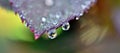 Abstract autumn, Fall, Autumn Morning dew drops like pearls on a rose leaf, abstract autumn images Royalty Free Stock Photo
