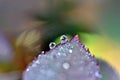 Abstract autumn, Fall, Autumn Morning dew drops like pearls on a rose leaf, abstract autumn images Royalty Free Stock Photo