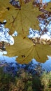 Abstract autumn yellow leaves nature Royalty Free Stock Photo