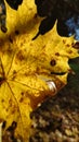 Abstract autumn yellow leaves nature Royalty Free Stock Photo