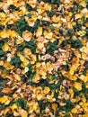 Abstract autumn fall yellow leaves nature background Royalty Free Stock Photo