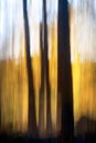 Abstract autumn forest