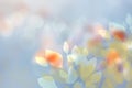 Abstract autumn gradient blue yellow pink bright green of fall colors background texture with leaves bokeh circles and sunlight. Royalty Free Stock Photo