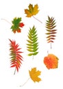 Abstract Autumn Leaf Design