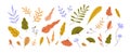 Abstract autumn leaf, modern botanical set. Foliage, plant elements bundle. Different fall leaves. Trendy stylized