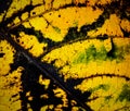 Abstract autumn leaf texture Royalty Free Stock Photo